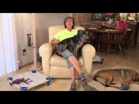 Video: Jak zastavit psa z nabíjení do předních dveří