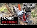 СРОЧНО! ЛЕСНАЯ РЕЗНЯ ЭЛЕКТРОПИЛОЙ! НАРУШИТЕЛИ ПРОРВАЛИСЬ