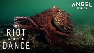 The Genius of the Ocean: How Smart Are Octopuses? | The Riot and The Dance