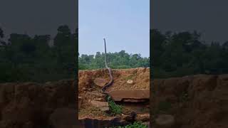 மரம ஏறம பமபகள Snake Climbing Tree Facts Tamil Info Share