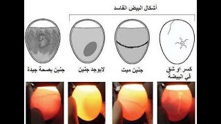 طريقة فحص البيض المخصب