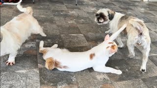 Cat Snubbed By His Doggie Sisters by Our Furry Tribe 383 views 4 weeks ago 1 minute, 15 seconds
