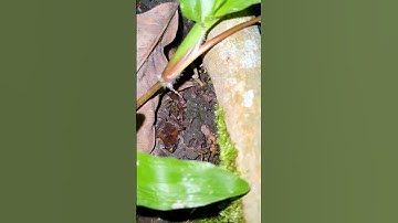 Bắt cá cạn gặp cá lóc vay xanh #shorts