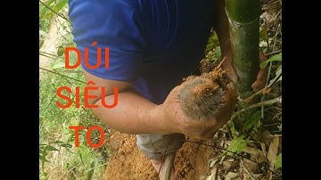 ĐÀO DÚI RỪNG CHƯA ĐẾN 10 PHÚT ĐÃ BẮT ĐƯỢC