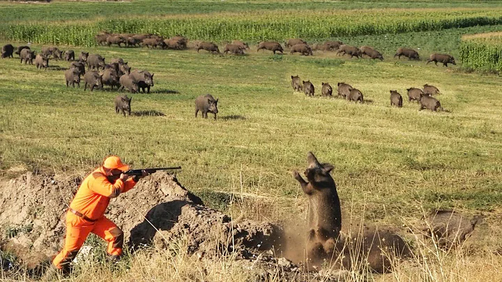 Ambushing Wild Boars in the Cornfield – Farmers Chase Down Hundreds of Invasive Hogs