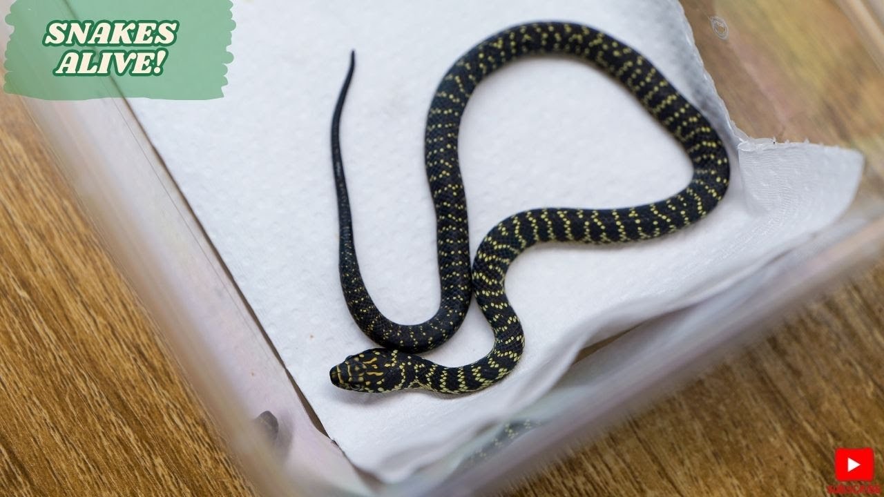 新品LP Snakes Alive / Snakes Alive Snakes Alive | Snakes Alive