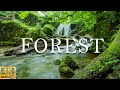 FLYING OVER FOREST (4K UHD)-Beautiful Piano Music Relax With Beautiful Nature Videos - 4K Ultra HD