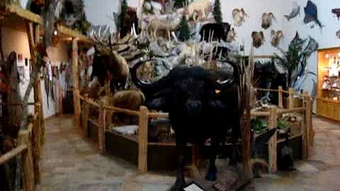 Wilderness Taxidermy Studio Walkthrough with Bill ...