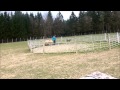 Odi, a croatian sheepdog - herding sheep の動画、YouTube動画。