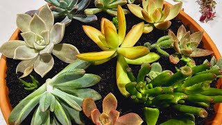 Sowing Memories Dad Son Bonding Over Succulents