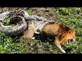 Lion Vs Snake - Python is too aggressive, Lion Cub mistakes when challenged - The result of Lion Cub