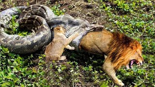 Lion Vs Snake - Python is too aggressive, Lion Cub mistakes when challenged - The result of Lion Cub