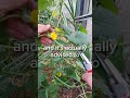 how to prune melon plants
