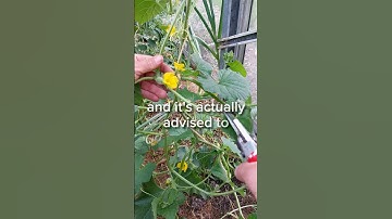 how to prune melon plants