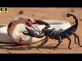 Death vs. Death: Cobra Confronts Desert Killer Scorpion!