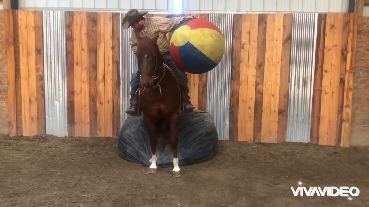 Lot 25 UWRF Einsteinsblazen/MikeyDiamonds In The Desert Premier Horse