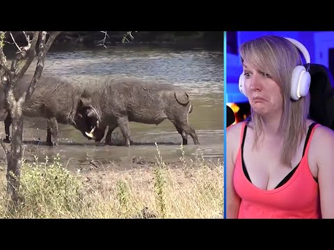 15 Extremely Strong African Animals Part2 | Pets House