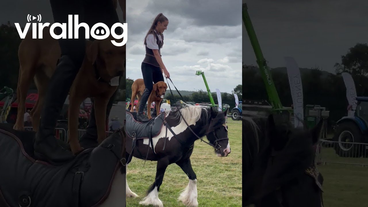 Dog And Liberty Trainer Ride Standing On Horse || ViralHog