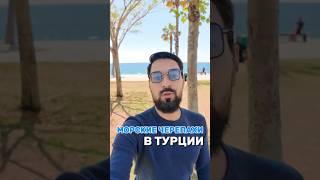 ЧЕРЕПАХИ В АНТАЛИИ 🇹🇷 | СРЕДИЗЕМНОЕ МОРЕ #Турция #отпусквТурции #отдыхвТурции #дизньвТурции #турок