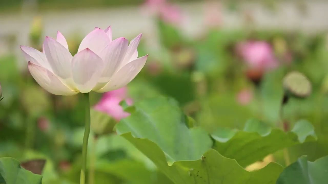 Members of India’s Bahá’í community share stories about ‘Abdu’l-Bahá’s love for all people