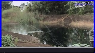 How to catch Snakehead Fish in Thailand l Snakehead Fish l snakehead fish attack jump frog lure ep1
