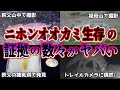 【睡眠用】ニホンオオカミ生存の証拠の数々がヤバい…【ゆっくり解説】