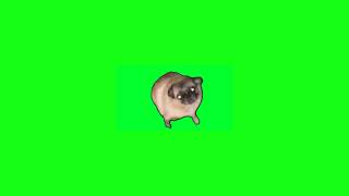 Pug Dancing Green Screen (Free To Use)