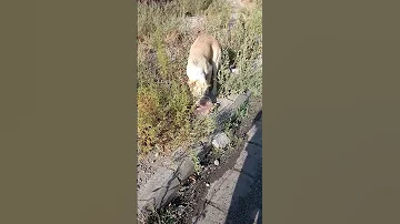 از بس که نگران بچه هاشه حتی نمیتونه غذا بخوره دائم مراقبه کسی آسیبی بهشون نرسونه Animals 