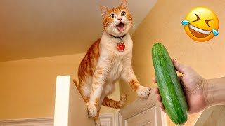 When God sends you funny dogs and cats 😂 Funniest cat ever 🐶 #19