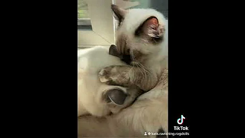 Watch the video about Mitted blue point Ragdoll cat growing up #ragdolls #ragdoll #cutecat #cutekittenvideos