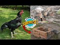 Mini Zoo Mai surprise anay wala hai 🎉 | pets vlog
