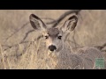 Mule Deer Research - Texas Parks & Wildlife [Official]