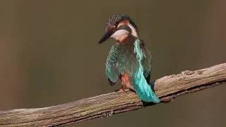 Tulžys (Alcedo atthis) Common Kingfisher, Зимародок