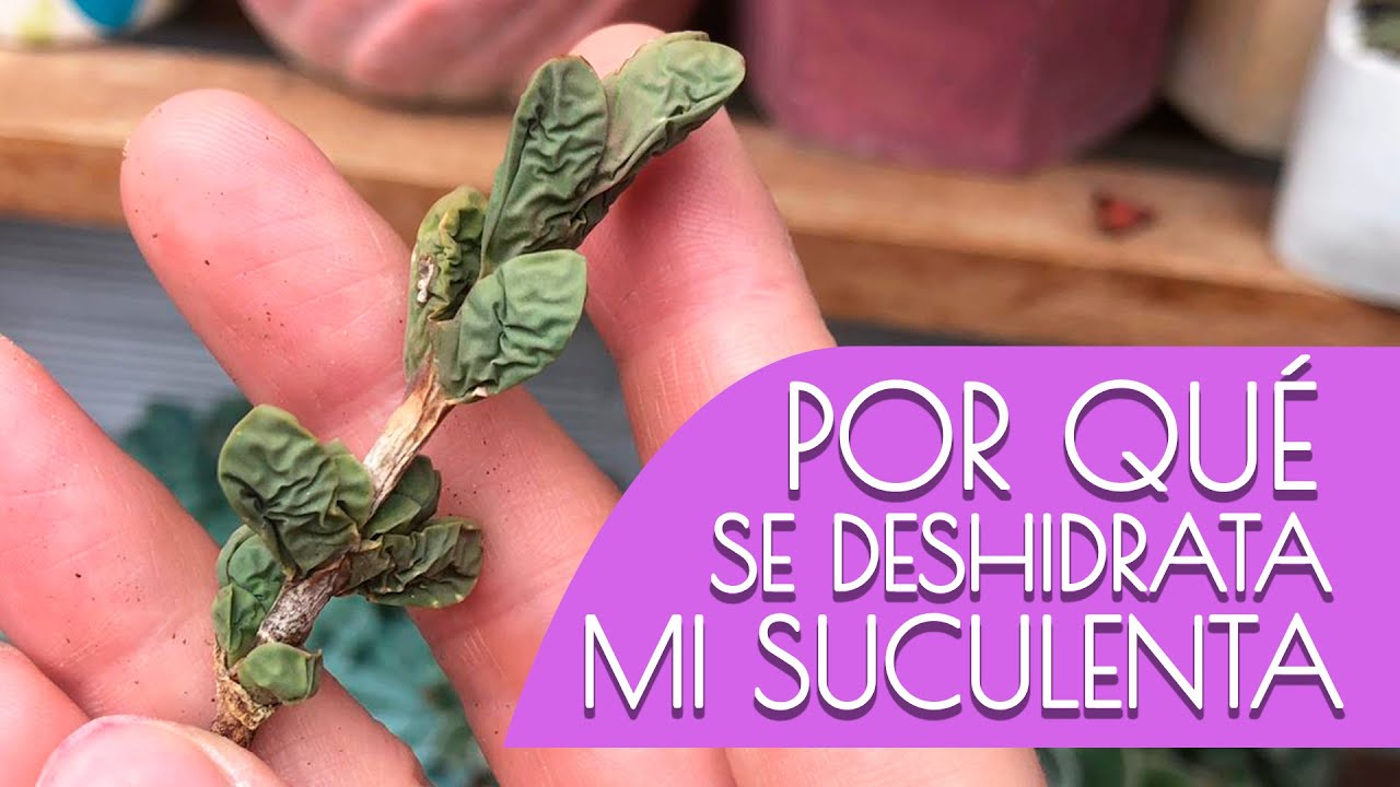 HOJAS ARRUGADAS / 3 RAZONES Y CÓMO SOLUCIONARLAS YouTube