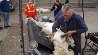 Alpaca shearing vid 1