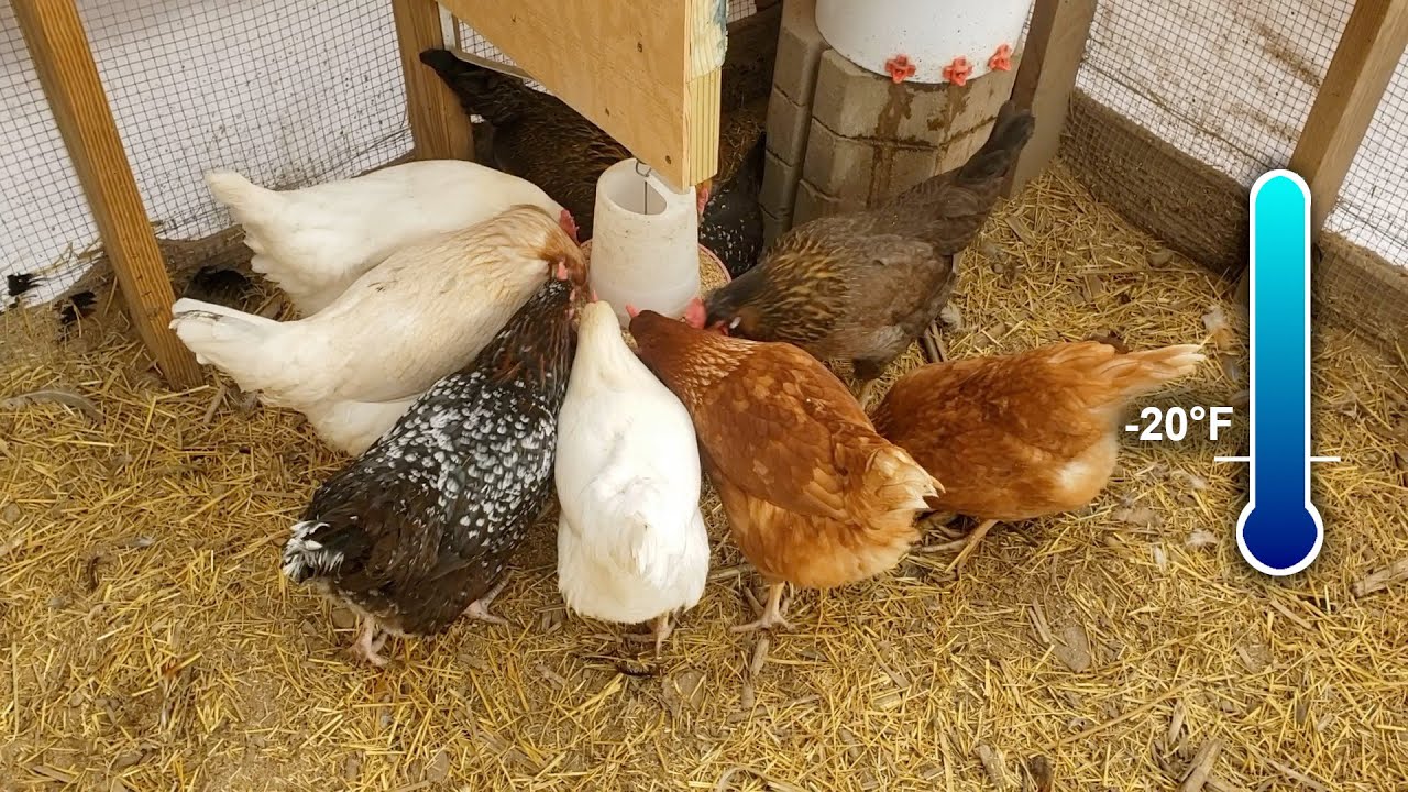 To Insulate or Not To Insulate a chicken coop : r/homestead