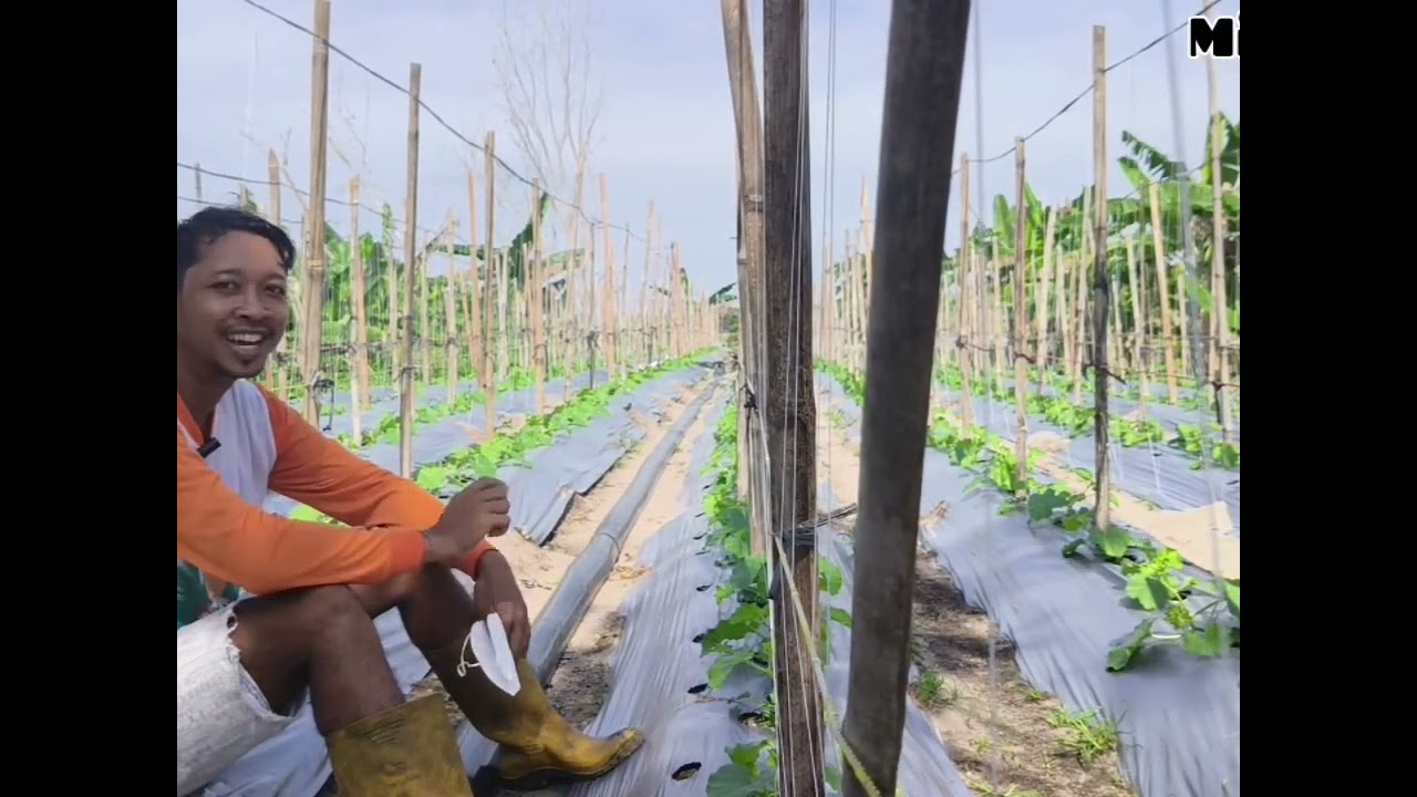 Tanam melon 🍈 #jangkauanluassemuaorang #petanimelon