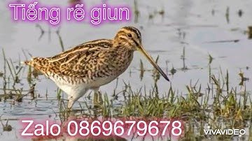 tiếng rẽ giun bản víp mới nhất dành cho ae đánh cạnh tranh kinh tế vụ chim tháng 8 năm 2024