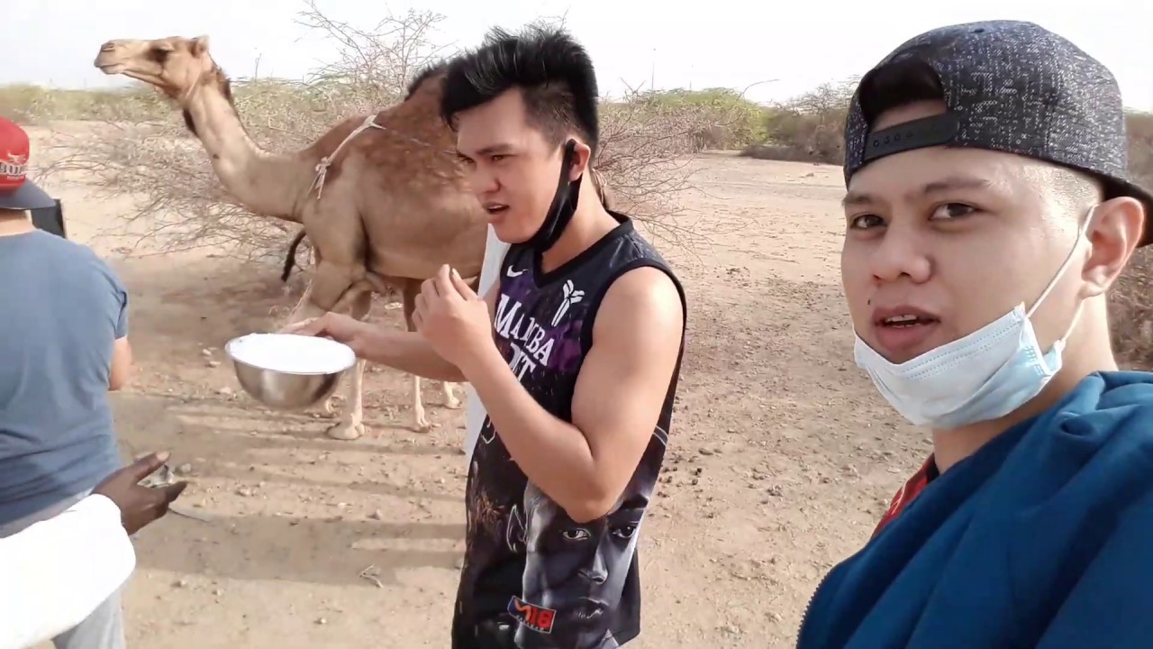 #camel🐫🐫🐫....[finally i found the camel😁 - YouTube