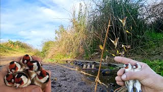 goldfinch hunting صيد طائر الحسون بالشباك