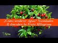 ¿Cómo sembrar Agua? Novedades & descubre la Fruta Milagrosa - TvAgro por Juan Gonzalo Angel