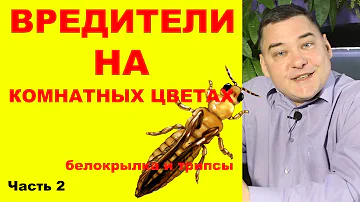 Вредители на комнатных растениях. Как избавиться на 100%. [Часть вторая: белокрылка и трипсы]