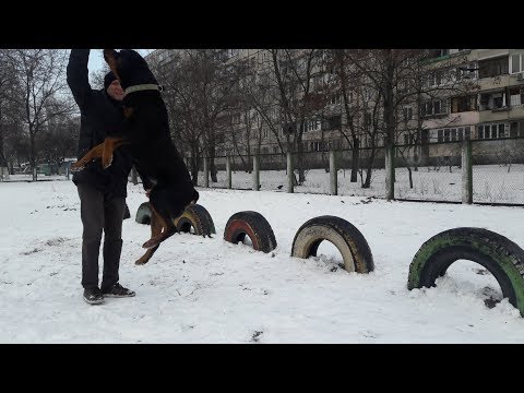 Дрессировка собаки с помощью игрушки