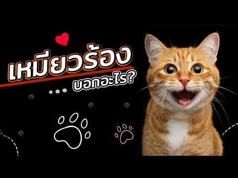 เจ้าเหมียว "ร้องบ่อย" บอกอะไรได้บ้าง