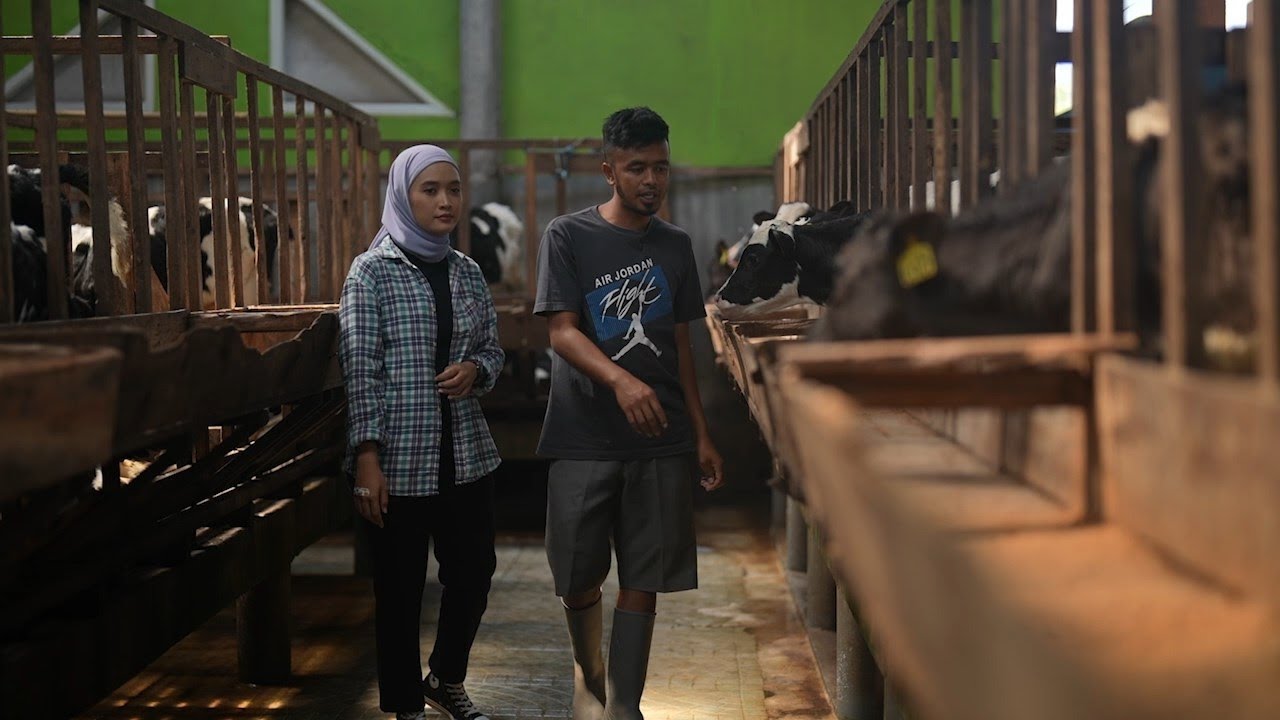 BERTANI ITU KEREN - SAPI PERAH PEMBAWA BERKAH