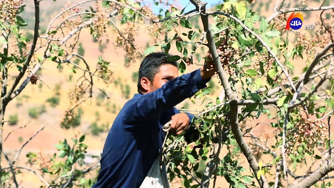 دیكۆمێنتاری-قەزوان