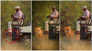 Why Do Lion Not Attack When you Are In Safari Vehicle? The Answer Will Make You Surprise!