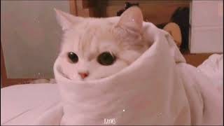 [Vietsub + Lyric] Bukanpho - DJ DESA (remix) |Kay Music