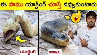 Strange Behavior Of Snakes | V R Facts In Telugu | Ep73