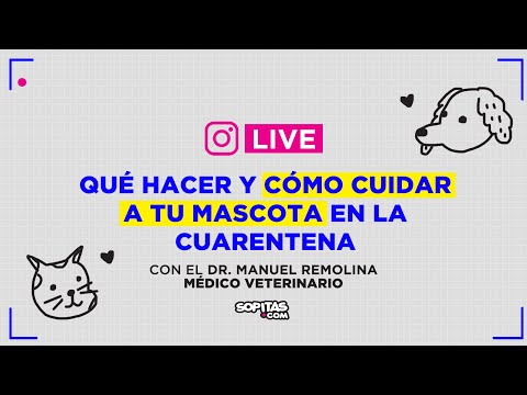 Video: Cómo manejar la atención médica domiciliaria para gatos sin hacer que te odien (la opinión de un veterinario)